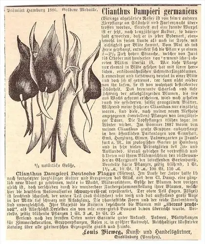 original Werbung -1888 - Louis Bieweg in Quedlinburg , Kunsthändler , Blumen , Floristik , Clianthus Dampieri germanicus