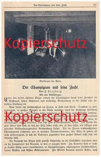 original Zeitungsbericht - 1926 - Der Champignon und seine Zucht , Pilze , Pilzzucht , Champignonzucht , Pilz !!!