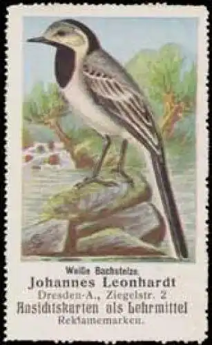 WeiÃe Bachstelze