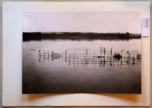 Petzold, W: [Laghi di Mantova?]. 