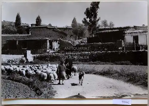 Petzold, W: Vyzakia (?). [Distrikt Nikosia, Zypern]. 