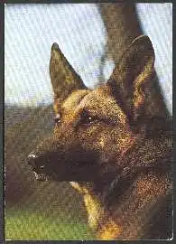 x02492; Schäferhund.