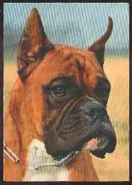 x02659; Hund. Boxer.