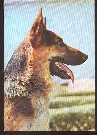 x02685; Schäferhund.