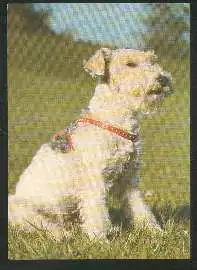 x02705; Hund. Terrier.