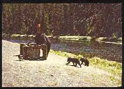 x03229; Yellowstone National Park. Yellowstone Bears.