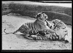 x05824; Leipzig. Zoo. Mandschutiger.