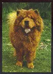 x11727; Hund. Chow Chow.