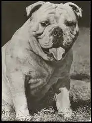 x13603; Englische Bulldogge.