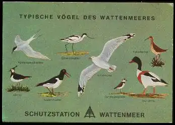 x13795; Typische Vögel des Wattenmeeres.