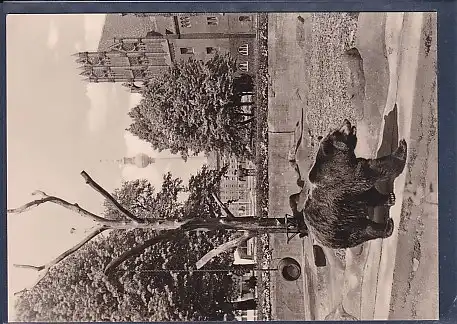 AK Berlin Bärenzwinger im Köllnischen Park 1970