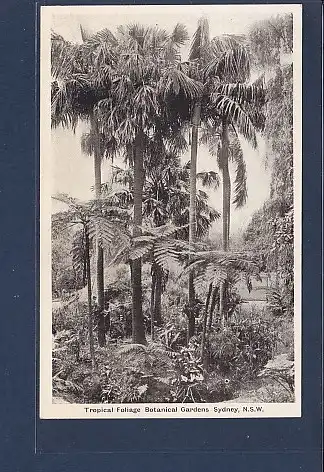 AK Tropical Foliage Botanical Gardens Sydney 1920