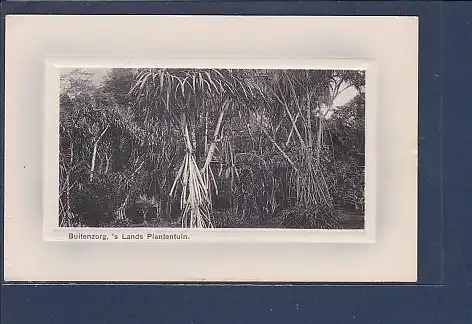 AK Buitenzorg ´s Lands Plantentuin 1920