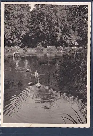 AK Gnesen Stadtpark 1940