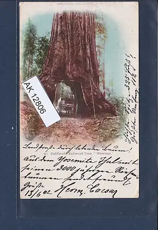 [Ansichtskarte] AK California Redwood Tree Wawona 1902. 