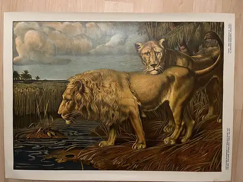 Große Chromolithographie (98x72cm) einer Löwin mit Löwe im Jugendstil (um 1925)