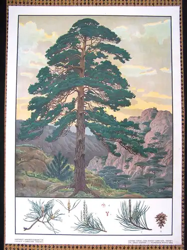 Antike Chromolithographie (72 x 98cm) Waldkiefer (Rotföhre) in Bergpanorama (~ 1925)