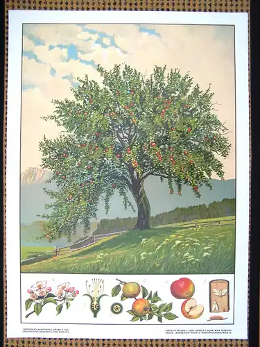 Antike Chromolithographie (72 x 98cm) Apfelbaum in Hügellandschaft mit Gebirgspanorama und charakteristischer Beschreibung (~ 1925)