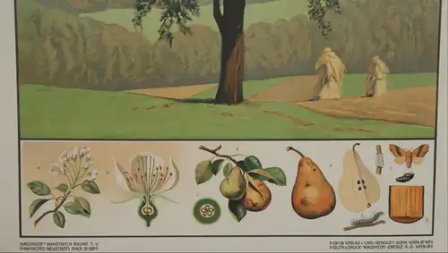 Antike Chromolithographie (72 x 98cm) Birne auf Obstwiese mit Hügelpanorama (~ 1925)