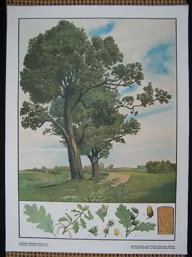 Antike Chromolithographie (72 x 98cm) Eiche in Wiesenlandschaft (~ 1925)