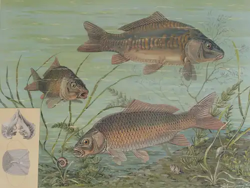 Antike Chromolithographie (84 x 68cm) Schuppenkarpfen, Zeilkarpfen mit charakteristischer Nahrung (~ 1912)