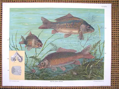 Antike Chromolithographie (84 x 68cm) Schuppenkarpfen, Zeilkarpfen mit charakteristischer Nahrung (~ 1912)