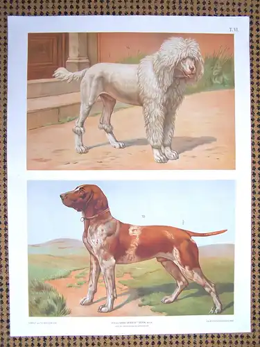 Antike Chromolithographie (84 x 68cm) Pudel und Pointer (vmtl um 1915)