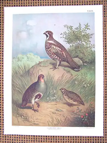 Antike Chromolithographie (84 x 68cm) Rebhuhn, Wachtel, Haselhuhn (vmtl um 1915)