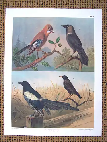 Antike Chromolithographie (68 x 84cm) Elster & Eichelhäher (vmtl um 1915)