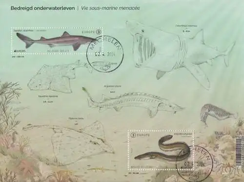 Belgien MiNr. (noch nicht im Michel) Europa 2024 Unterwasserfauna/-flora (Block)