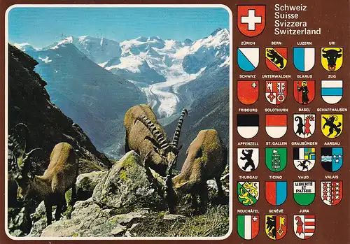 855 - Schweiz - Suisse , Switzerland , Piz Albris , Berninagruppe , Morteratgletscher , Steinbock , Tiere - gelaufen 1982