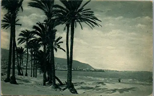 8968 - Palästina - Palestine , Palms at the foot of Mount Carmel - nicht gelaufen 1921