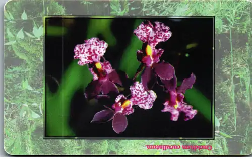 15989 - Tschechien - Oncidium cucullatum