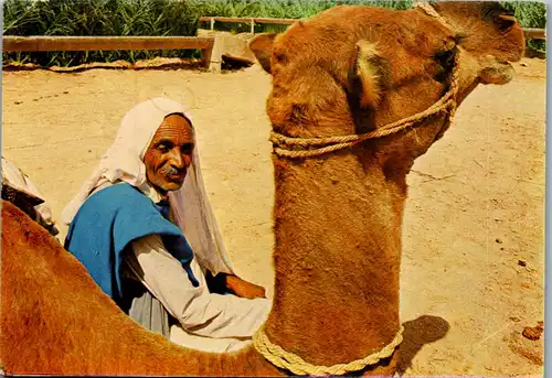 36995 - Tunesien - Halte du Chamelier , Rast für den Kamelführer , Kamel , Camel - gelaufen 1977