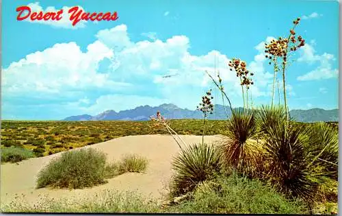 48180 - USA - Las Cruces , Organ Mountains , Desert Yuccas , New Mexico , Yucca - nicht gelaufen