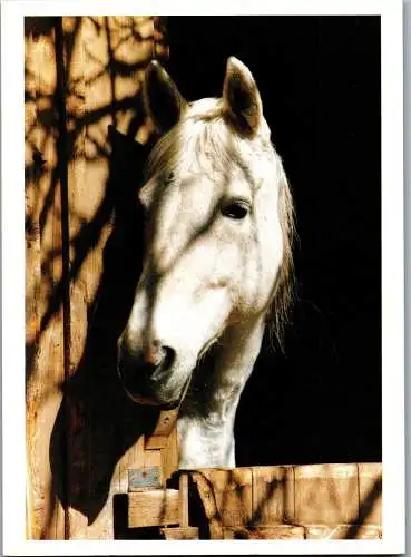 48651 - Tiere - Pferde ,  - nicht gelaufen