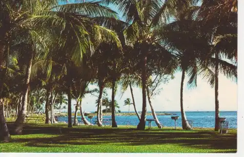 A Florida Bay Coconut Palms ngl 204.338