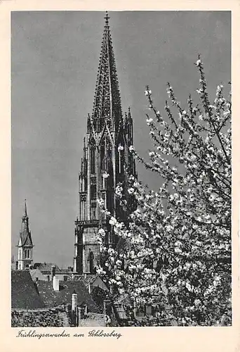 Freiburg im Breisgau Frühlingserwachen am Schlossberg ngl 141.077