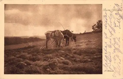 Tiere: Zwei Pferde im Geschirr beim Pflügen feldpgl1916 150.808