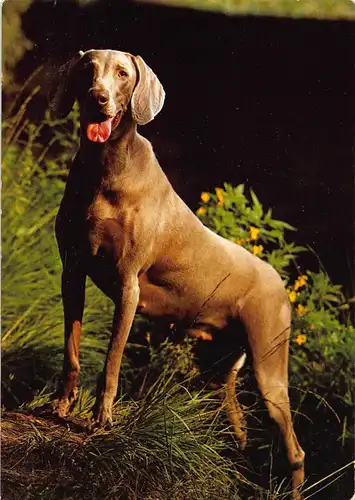 Tiere: Weimaraner/ Weimar setter ngl 150.623