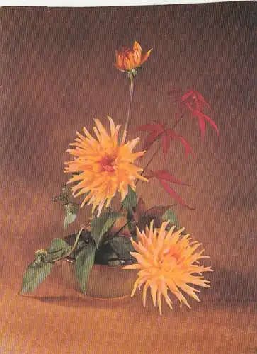 Dahlien-Gesteck ngl G0691