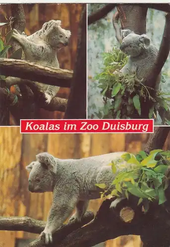 Tiere: Koalas im Zoo Duisburg ngl G4841