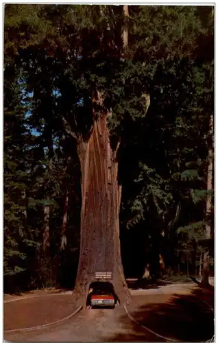 Chandelier Drive-Thru Tree -118826