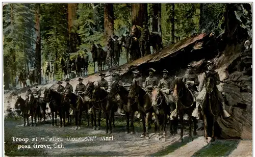 Troops at Fallen Monarch Mariposa Grove -118830