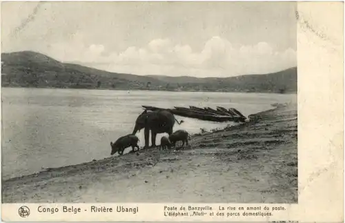 Congo - Riviere Ubangi - Elephant -183340