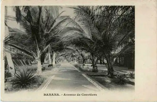 Banana - Avenue de Cocotieres -182864