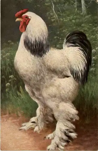 Chicken -271418