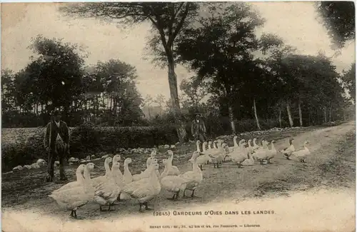 Gardeurs d Oies dans les Landes -221120