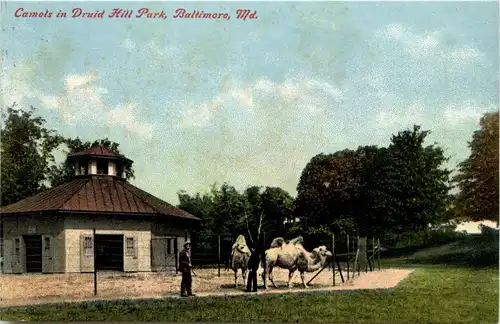 Baltimore - Camels in Druid Hill Park -265672