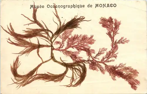 Musee Oceanographique de Monaco -283796